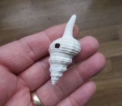 Fusinus caloosaensis from Florida