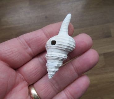 Fusinus caloosaensis from Florida