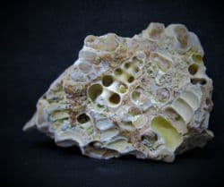 Gastropod structures preserved in Chalcedony!