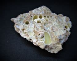 Gastropod structures preserved in Chalcedony!