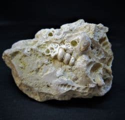 Gastropod structures preserved in Chalcedony!