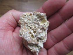Gastropod structures preserved in Chalcedony!