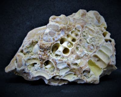 Gastropod structures preserved in Chalcedony!