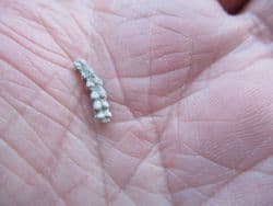 Genicularia vertebralis Weird worm tube