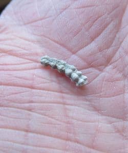 Genicularia vertebralis Weird worm tube