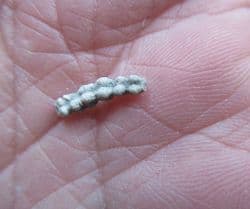 Genicularia vertebralis Weird worm tube