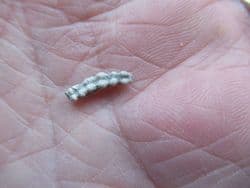 Genicularia vertebralis Weird worm tube