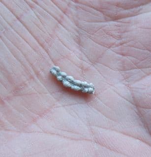 Genicularia vertebralis Weird worm tube