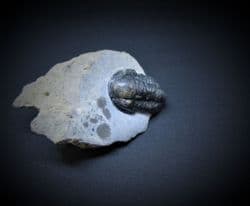 Gerastos ainrasifus (Gibb & Chatterton 2010)