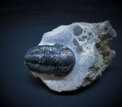 Gerastos ainrasifus (Gibb & Chatterton 2010)