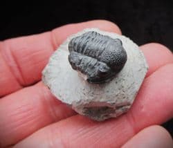 Gerastos marocensis (Chatterton et al 2006)
