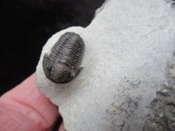 Gerastos marocensis (Chatterton et al 2006)