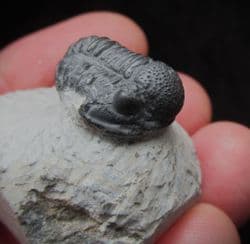Gerastos marocensis (Chatterton et al 2006)