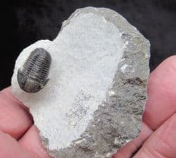 Gerastos marocensis (Chatterton et al 2006)