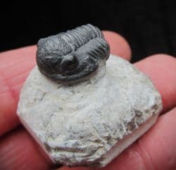 Gerastos marocensis (Chatterton et al 2006)