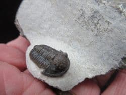 Gerastos marocensis (Chatterton et al 2006)