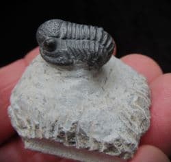 Gerastos marocensis (Chatterton et al 2006)