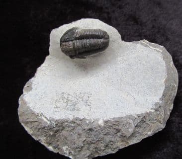 Gerastos marocensis (Chatterton et al 2006)