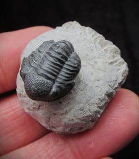 Gerastos marocensis (Chatterton et al 2006)