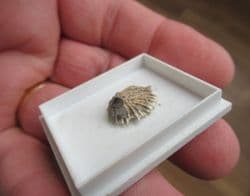 Glans cf. spinosa from Australia