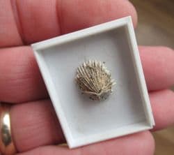 Glans cf. spinosa from Australia