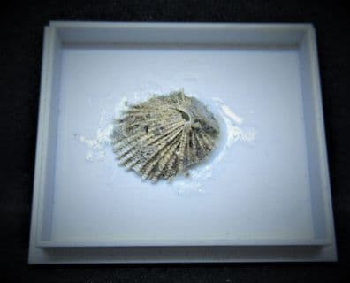 Glans cf. spinosa from Australia