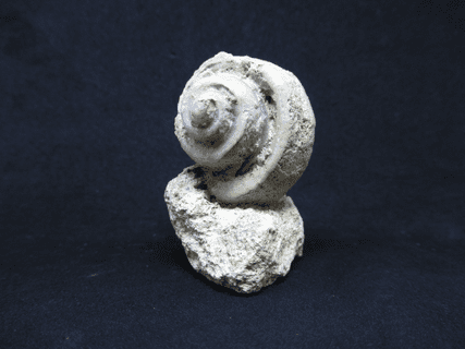 Globularia formosa (Morris & Lycett 1851 )