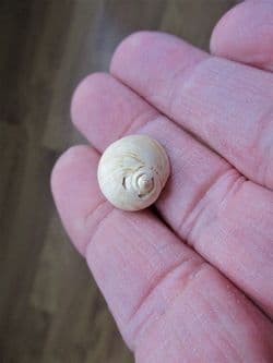 Globularia patula (Lamarck)