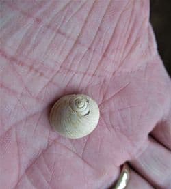 Globularia patula (Lamarck)