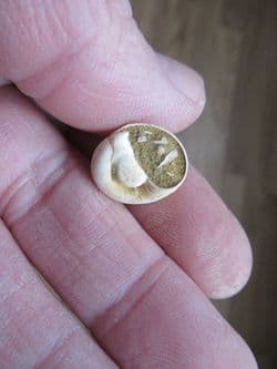 Globularia patula (Lamarck)