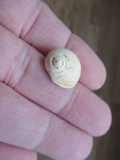 Globularia patula (Lamarck)