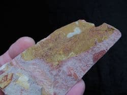 Glossopteris  browniana from Australia