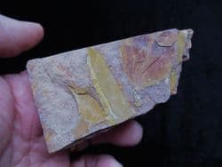 Glossopteris  browniana from Australia