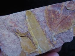 Glossopteris  browniana from Australia
