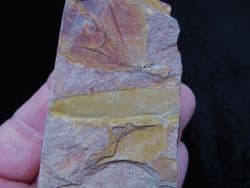 Glossopteris  browniana from Australia