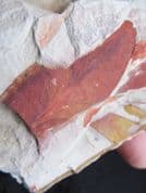 Glossopteris  browniana from Australia