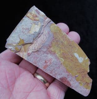 Glossopteris  browniana from Australia