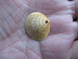 Glycmeris cf. brevirostris