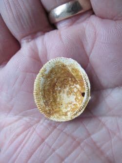 Glycmeris cf. brevirostris