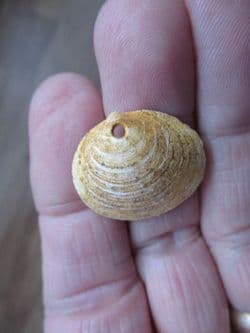 Glycmeris cf. brevirostris