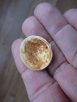 Glycmeris cf. brevirostris