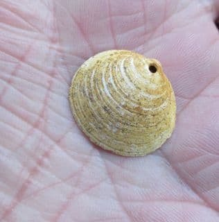 Glycmeris cf. brevirostris