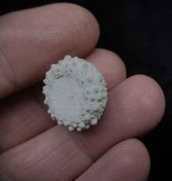Glypticus  Hieroglyphicus  (Goldfuss)