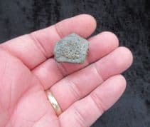 Glyptotherium  Glyptodont Dermal scute