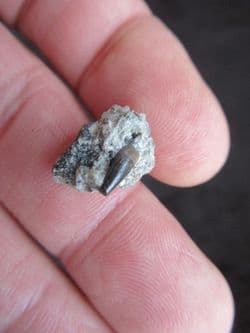 Goniopholis species Crocodile tooth