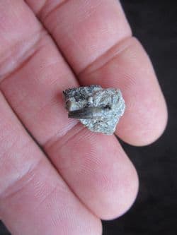 Goniopholis species Crocodile tooth