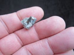 Goniopholis species Crocodile tooth