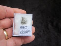 Goniopholis species Crocodile tooth