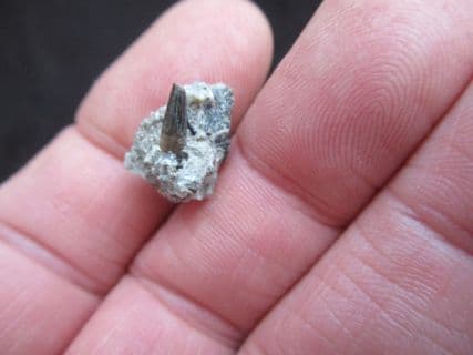 Goniopholis species Crocodile tooth
