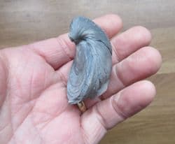 Gryphaea arcuata (Lamarck)